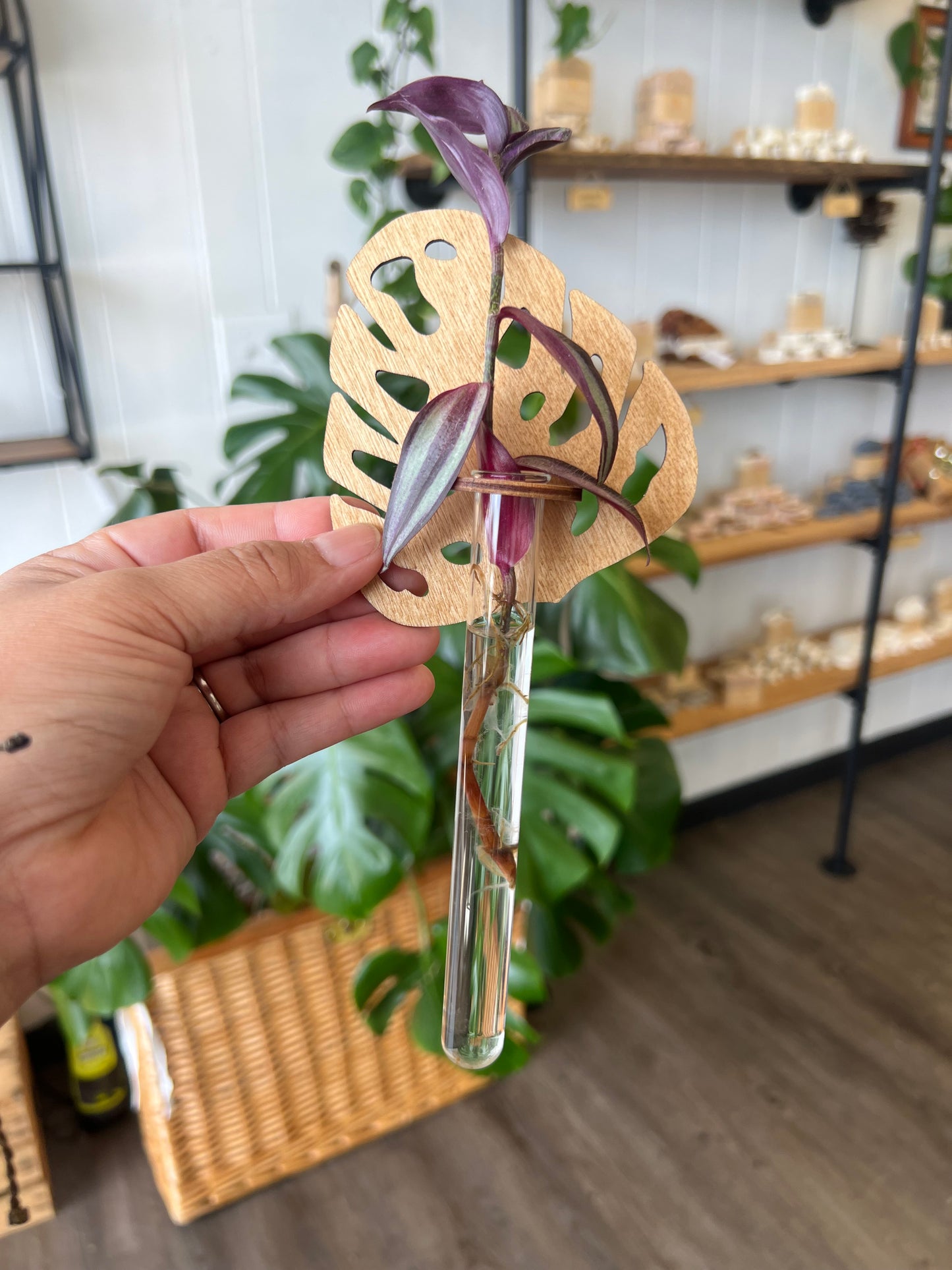 Monstera Leaf Plant Propagator